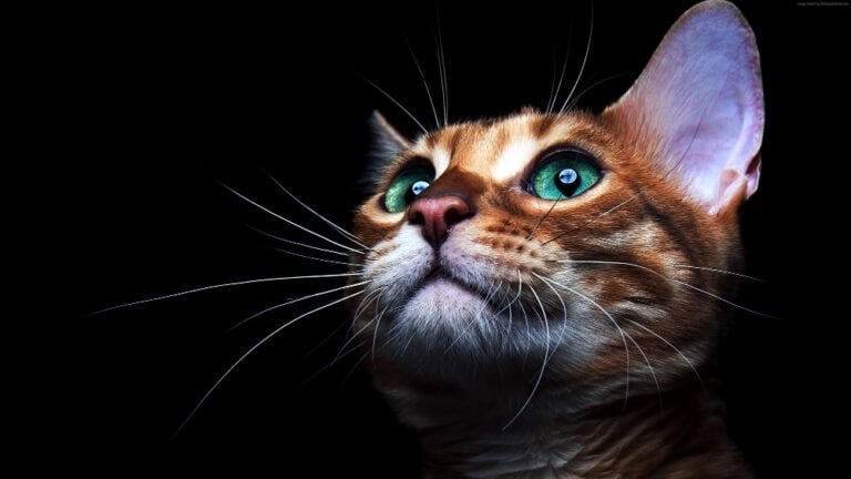 Un très beau chat avec des yeux verts | Réservez un photographe